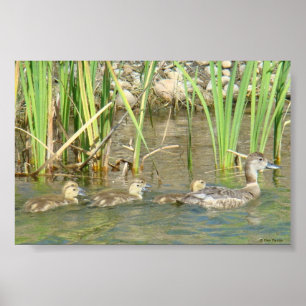 B34 Mother Duck and Ducklings Poster