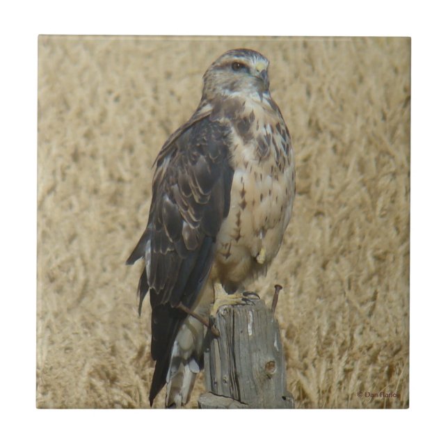 B35 Ferruginous Hawk in Wheat Field Ceramic Tile (Front)