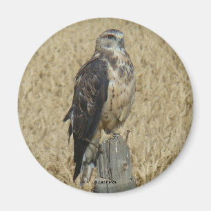 B35 Ferruginous Hawk in Wheat Field Magnet