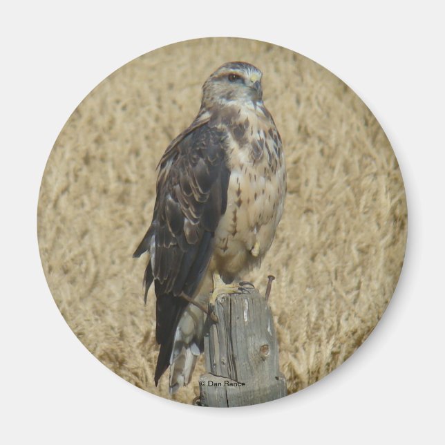 B35 Ferruginous Hawk in Wheat Field Magnet (Front)