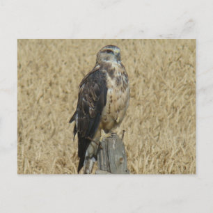B35 Ferruginous Hawk Postcard
