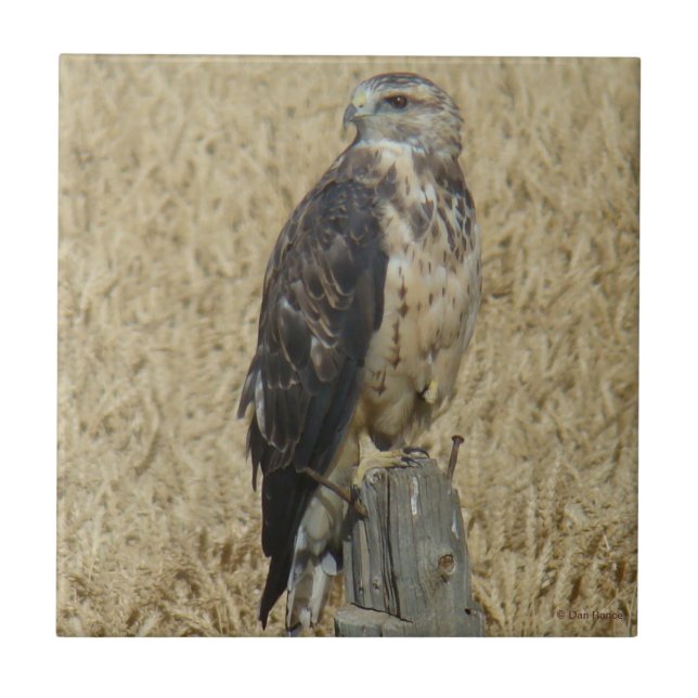 B36 Ferruginous Hawk in Wheat Field Ceramic Tile (Front)