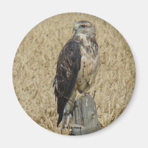B36 Ferruginous Hawk in Wheat Field Magnet