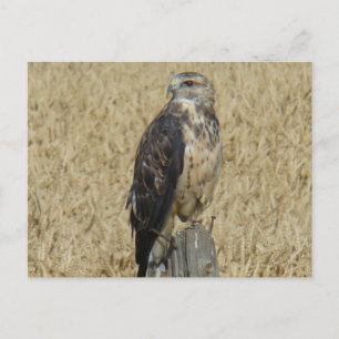 B36 Ferruginous Hawk Postcard