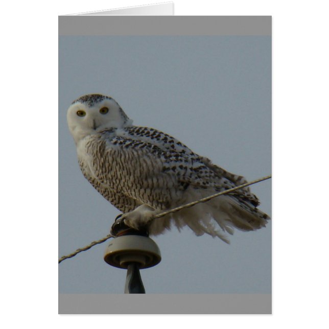 B38 Snowy Owl (Front)