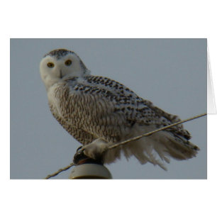 B38 Snowy Owl