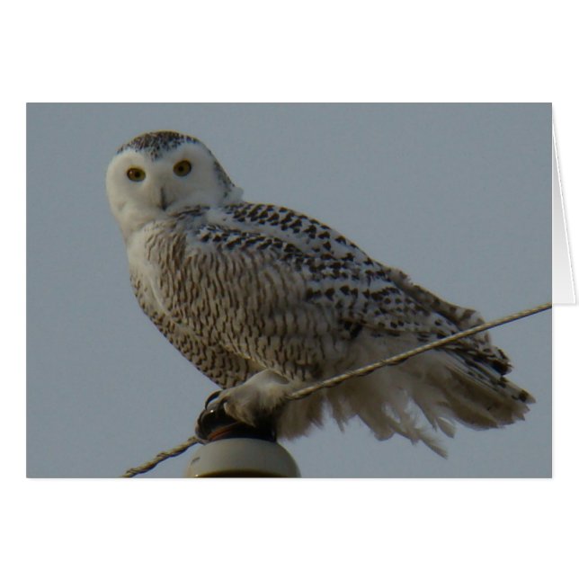 B38 Snowy Owl (Front Horizontal)