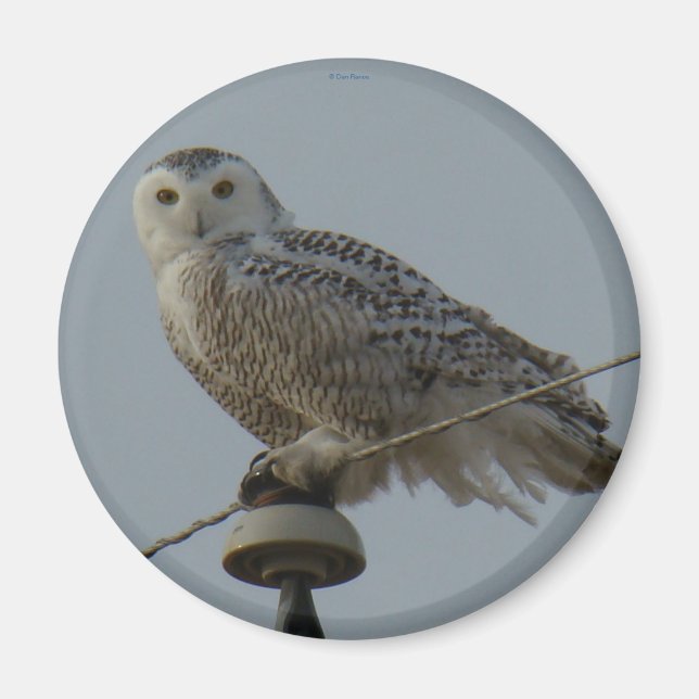 B38 Snowy Owl Magnet (Front)