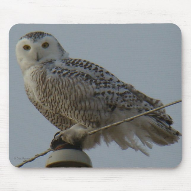 B38 Snowy Owl Mouse Pad (Front)