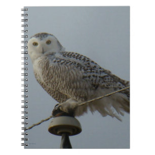 B38 Snowy Owl Notebook