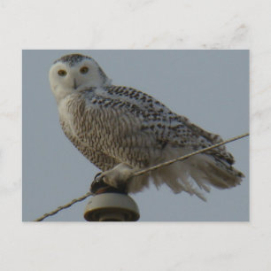 B38 Snowy Owl Postcard