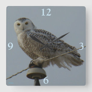 B38 Snowy Owl Square Wall Clock