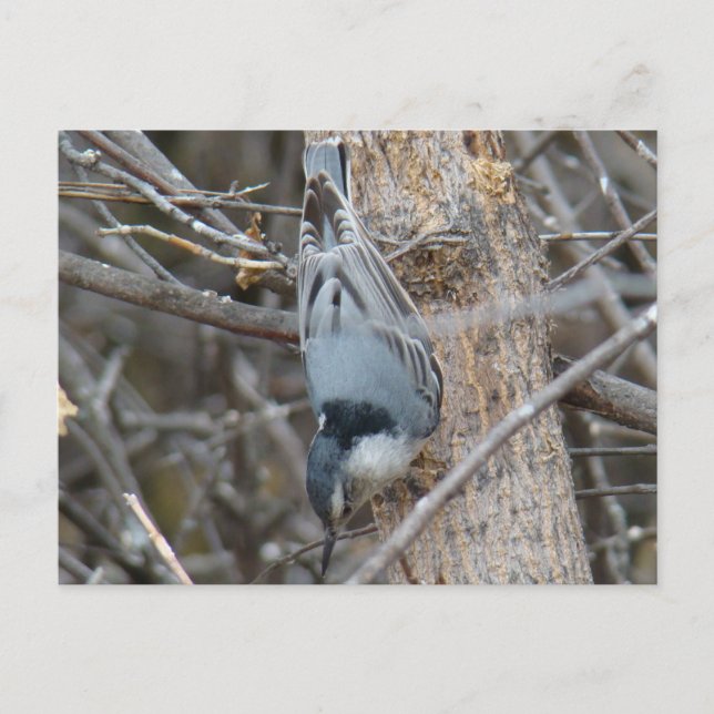 B39 Red-breasted Nuthatch Postcard (Front)