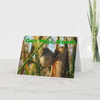 B3 Marsh Wren in Cattails