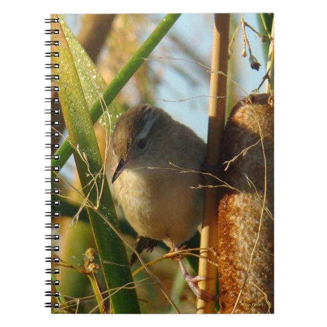 B3 Marsh Wren in Cattails Notebook (Front)