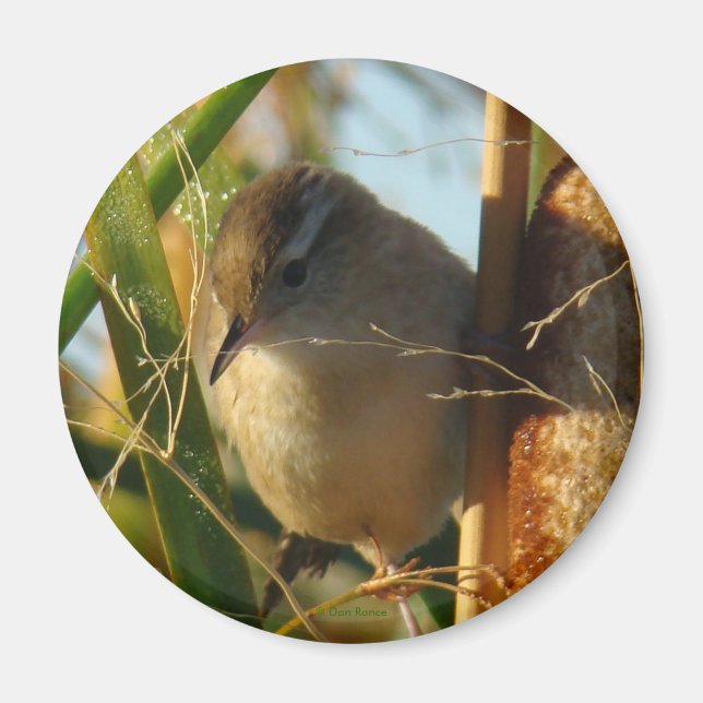 B3 Marsh Wren Magnet (Front)