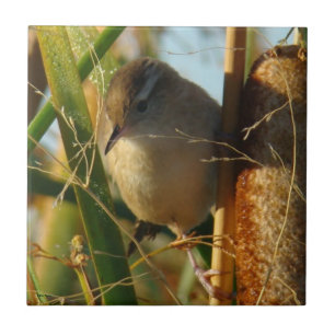 B3 Marsh Wren Tile