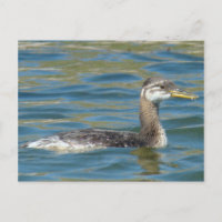 B40 Juvenile Red-necked Grebe