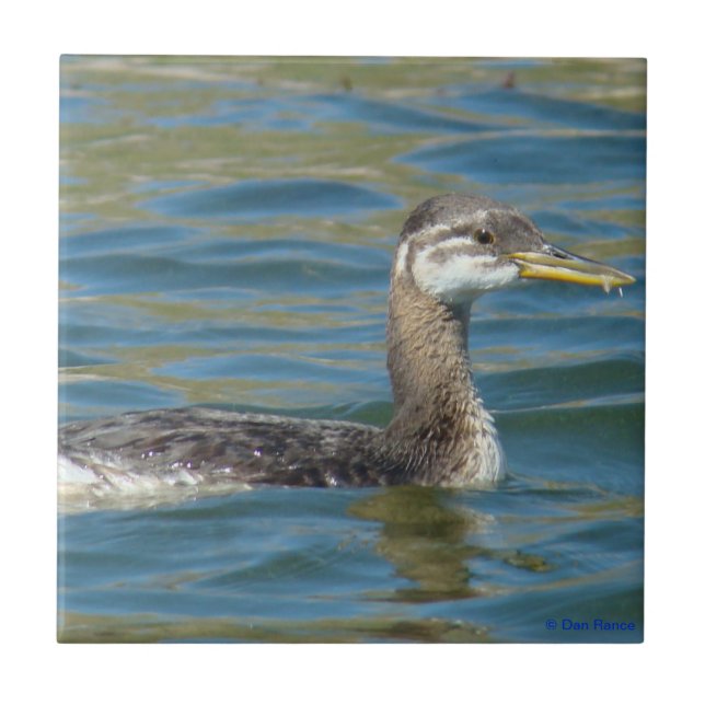 B40 Juvenile Red-necked Grebe Tile (Front)