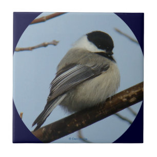 B43 Black Capped Chickadee Ceramic Tile