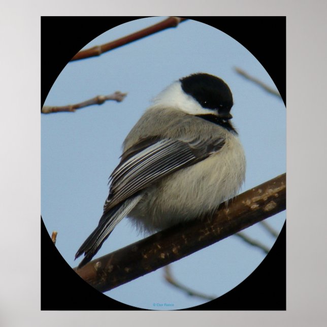 B43 Black Capped Chickadee Poster (Front)