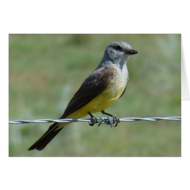 B44 Western Kingbird (Front Horizontal)