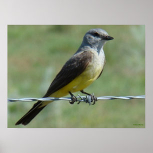 B44 Western Kingbird Poster