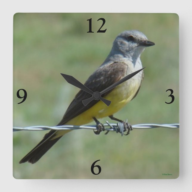 B44 Western Kingbird Square Wall Clock (Front)