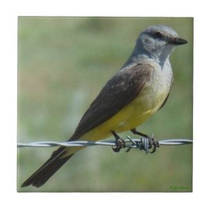 B44 Western Kingbird Tile