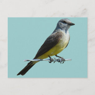 B45 Western Kingbird Postcard