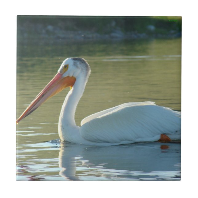 B4 White Pelican Ceramic Tile (Front)