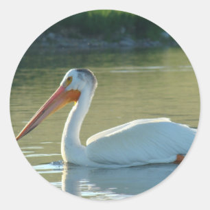 B4 White Pelican Classic Round Sticker