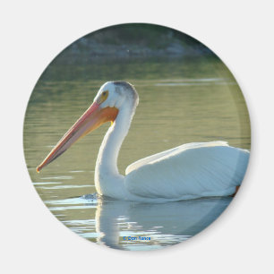 B4 White Pelican Magnet