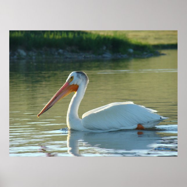 B4 White Pelican Poster (Front)