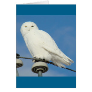B50 Snowy Owl