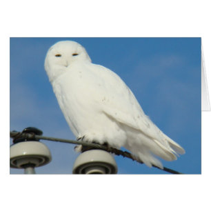 B50 Snowy Owl