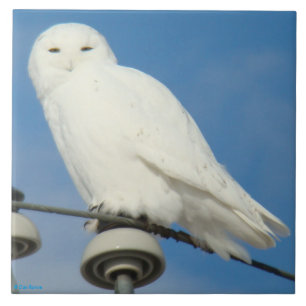 B50 Snowy Owl Ceramic Tile