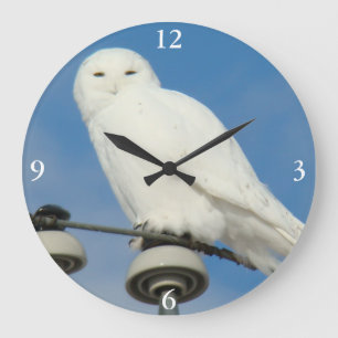 B50 Snowy Owl Large Clock