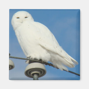 B50 Snowy Owl Magnet
