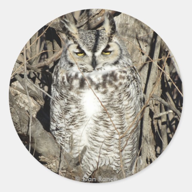 B51 Great Horned Owl Classic Round Sticker (Front)