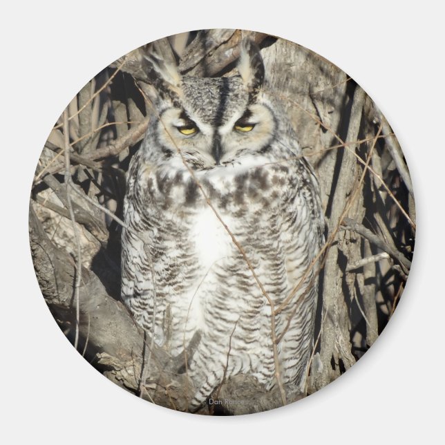 B51 Great Horned Owl Magnet (Front)
