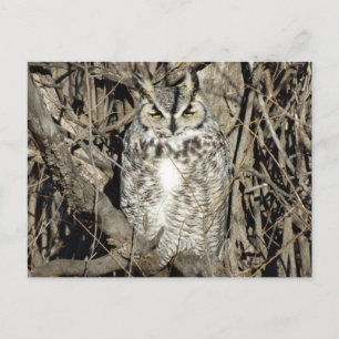 B51 Great Horned Owl Postcard
