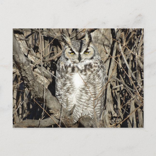 B51 Great Horned Owl Postcard (Front)