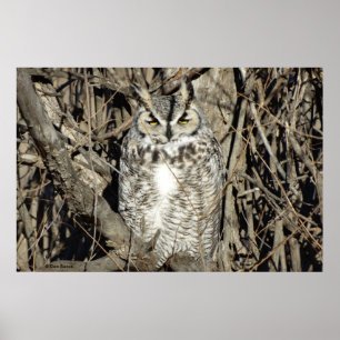 B51 Great Horned Owl Poster