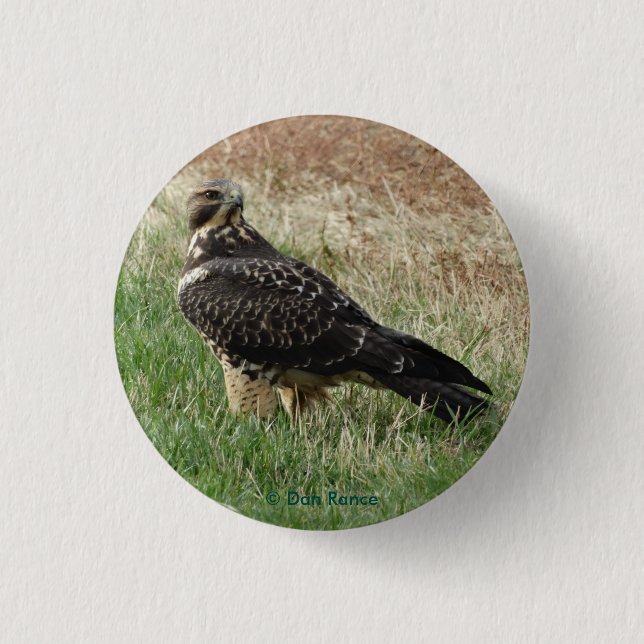 B52 Swainson's Hawk 3 Cm Round Badge (Front)