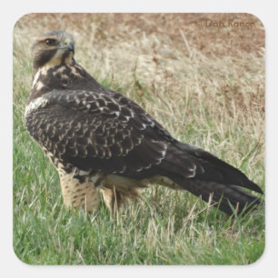 B52 Swainson's Hawk Square Sticker