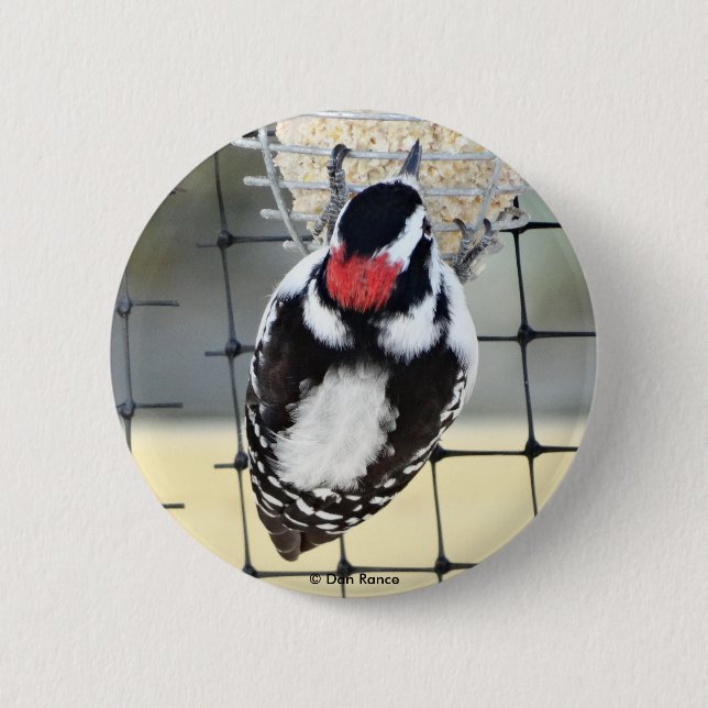 B53 Downy Woodpecker 6 Cm Round Badge (Front)