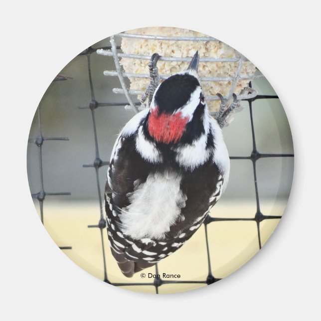 B53 Downy Woodpecker Magnet (Front)