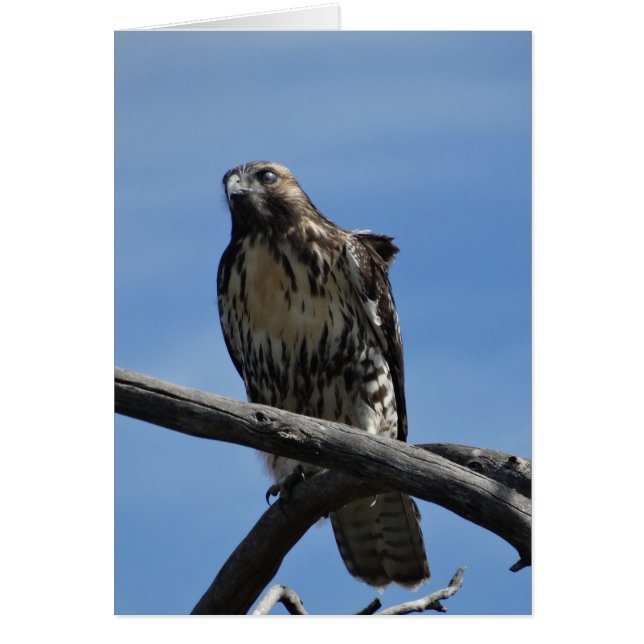 B54 Swainson's Hawk (Front)