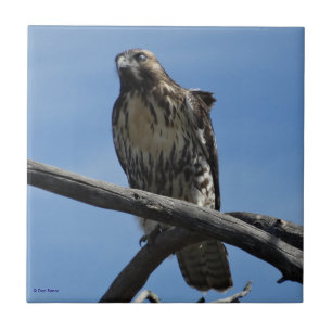 B54 Swainson's Hawk Ceramic Tile
